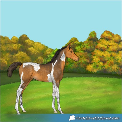 Horse Color:Buckskin Tobiano 