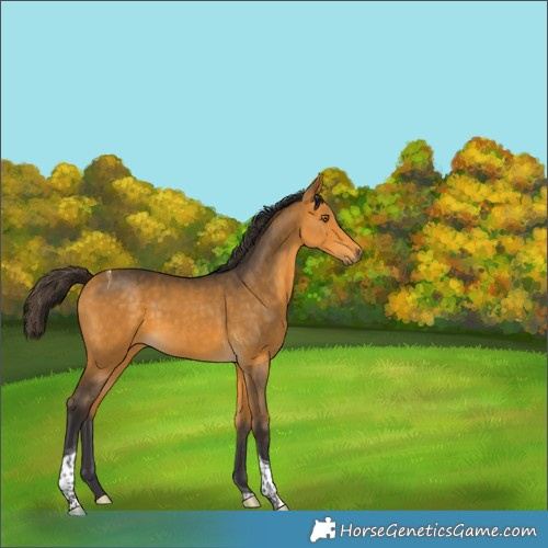 Horse Color:Buckskin Tobiano 