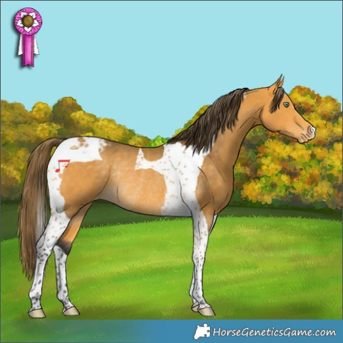 Horse Color:Buckskin Tobiano Appaloosa Rabicano 