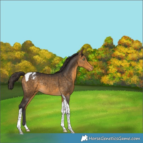 Horse Color:Buckskin Tobiano Appaloosa Rabicano
