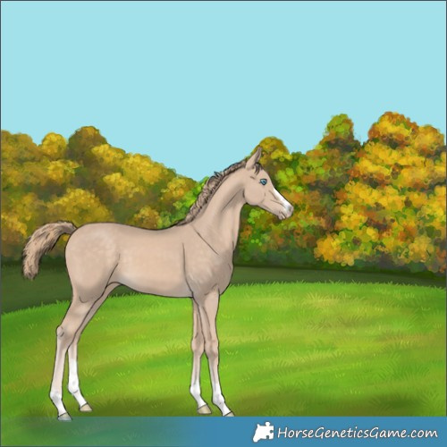 Horse Color:Perlino Rabicano 
