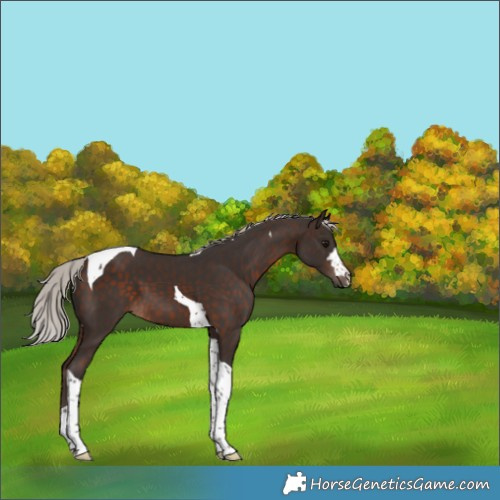 Horse Color:Silver Brown Tobiano 