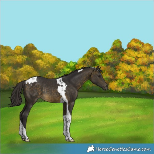 Horse Color:Buckskin Tobiano Rabicano