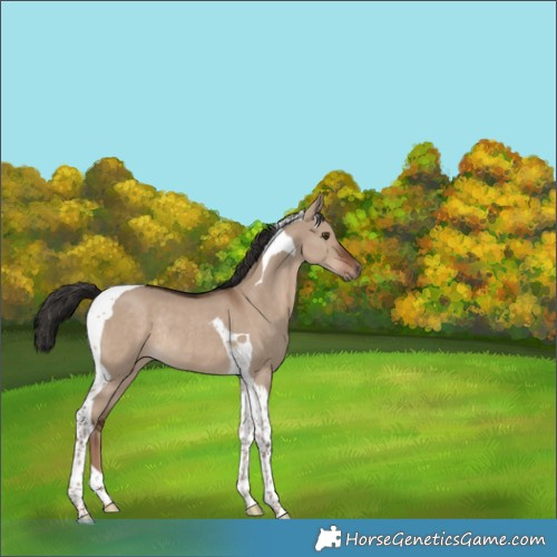 Horse Color:Liver Red Dun Tobiano Rabicano 