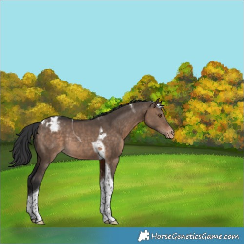 Horse Color:Bay Dun Tobiano Appaloosa Rabicano 