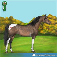 Horse Color:Brown Dun Tobiano Rabicano 