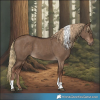 Horse Color:Liver Red Dun Tobiano Rabicano