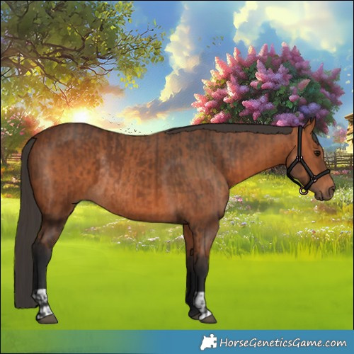 Horse Color:Bay Rabicano and Bay Rabicano