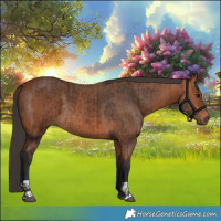 Horse Color:Bay Rabicano  and Bay Rabicano 