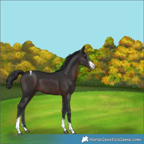 Horse Color:Brown Sabino Tobiano 