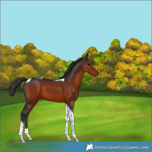 Horse Color:Brown Tobiano 