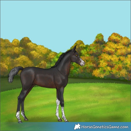 Horse Color:Brown Sabino Tobiano 