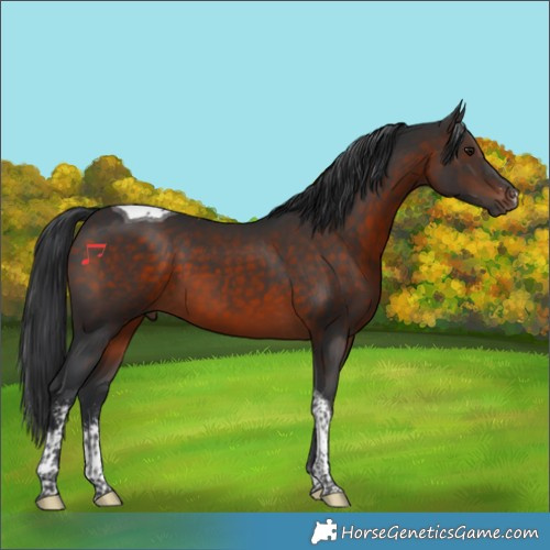 Horse Color:Brown Sabino Tobiano 