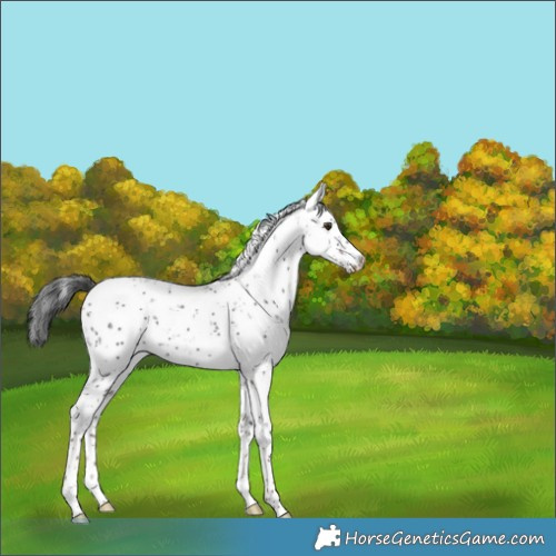 Horse Color:Liver Chestnut Sabino 