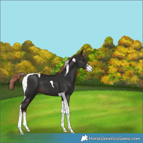 Horse Color:Liver Chestnut Sabino Tobiano 