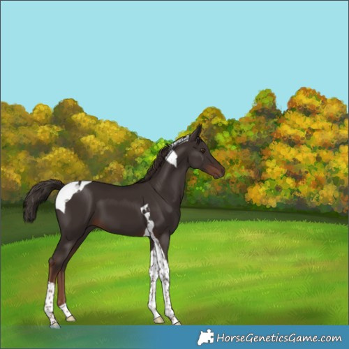 Horse Color:Liver Chestnut Tobiano 