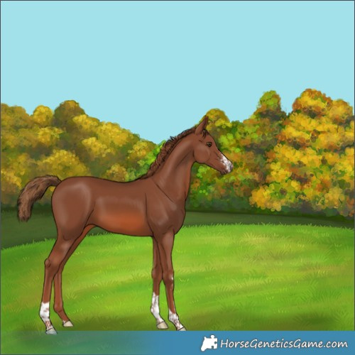 Horse Color:Chestnut Sabino Tobiano