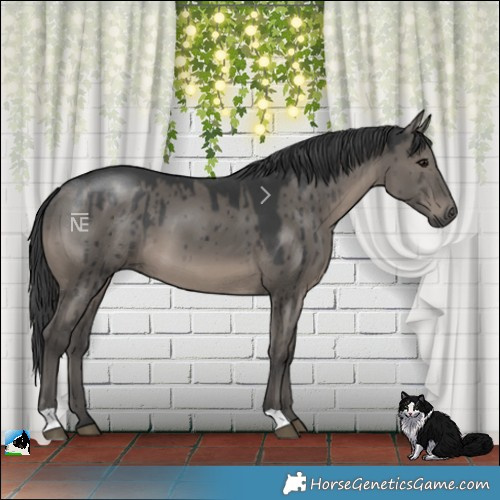 Horse Color:Grullo Brindle