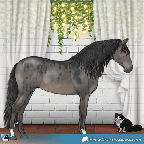 Horse Color:Grullo Brindle 