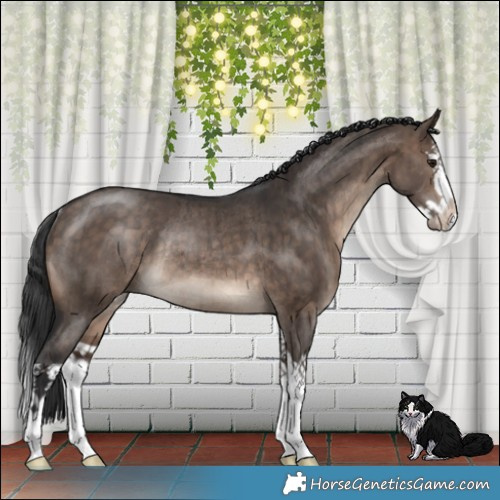 Horse Color:Brown Dun Mushroom Splash Rabicano Brindle 
