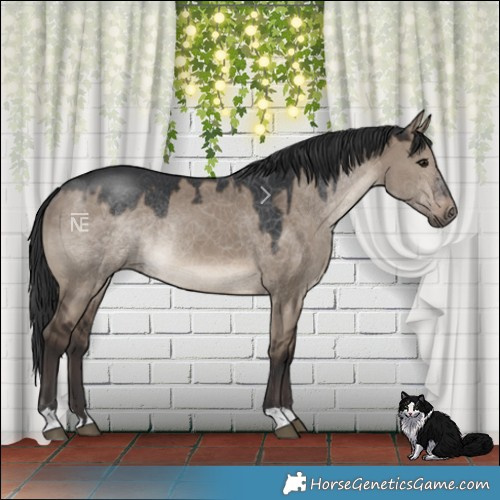 Horse Color:Brown Dun Rabicano 