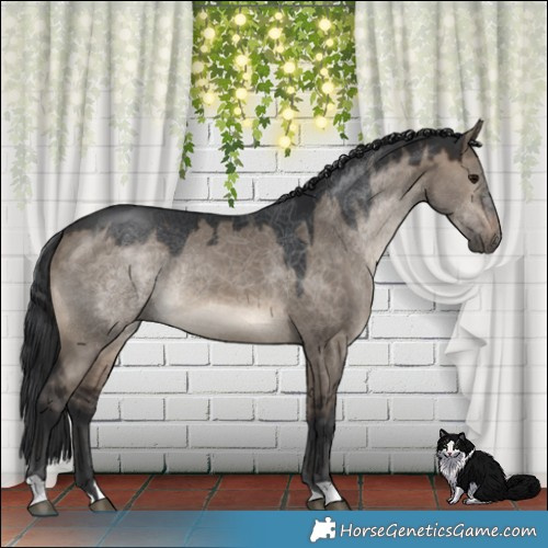 Horse Color:Brown Dun Rabicano