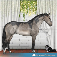 Horse Color:Brown Dun Rabicano
