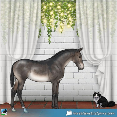 Horse Color:Brown Dun Mushroom Rabicano 