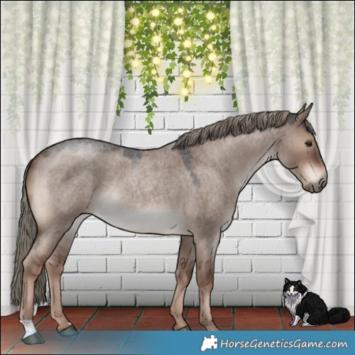 Horse Color:Liver Red Dun Roan Mushroom Rabicano