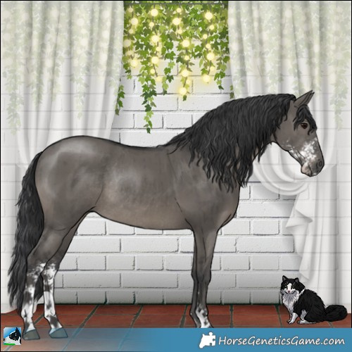 Horse Color:Grullo Mushroom Sabino Rabicano Brindle 