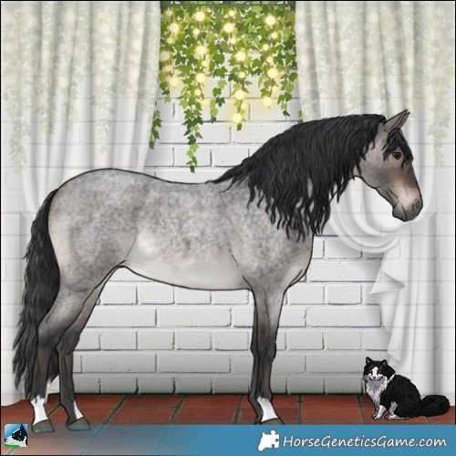 Horse Color:Brown Roan Dun Mushroom Rabicano Brindle 