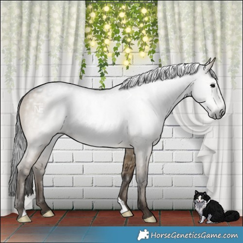 Horse Color:Gray Brown Dun 