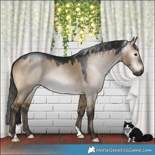 Horse Color:Gray Brown Dun 