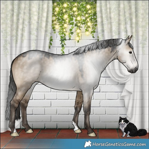 Horse Color:Gray Brown Dun 