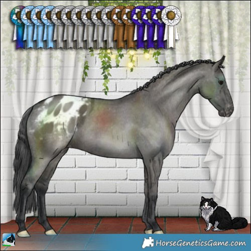 Horse Color:Grullo Varnish Brindle 