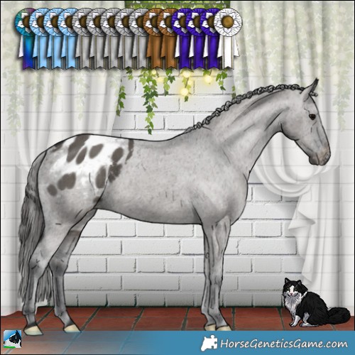 Horse Color:Grullo Appaloosa Brindle 
