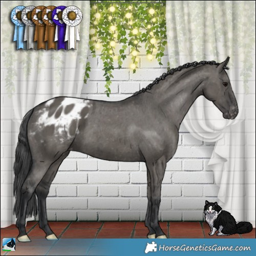 Horse Color:Grullo Appaloosa Brindle 