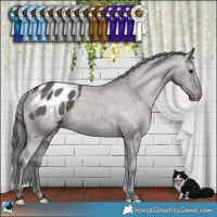 Horse Color:Grullo Appaloosa Brindle