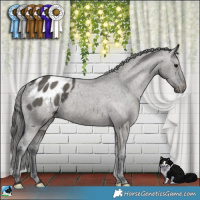 Horse Color:Grullo Appaloosa Brindle 
