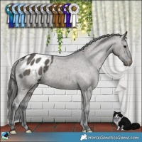 Horse Color:Grullo Appaloosa Brindle 