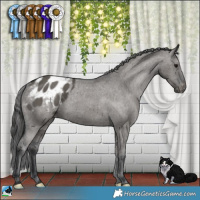 Horse Color:Grullo Appaloosa Brindle 