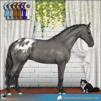 Horse Color:Grullo Appaloosa Brindle