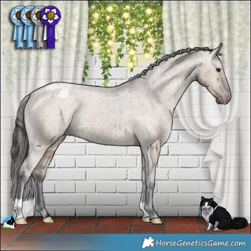 Horse Color:Liver Red Dun Appaloosa Brindle 