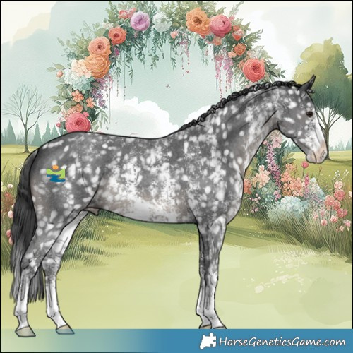 Horse Color:Black Sabino Appaloosa 