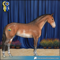 Horse Color:Bay Sabino Appaloosa 
