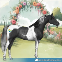 Horse Color:Black Tobiano Rabicano 