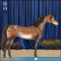 Horse Color:Bay Varnish Rabicano 