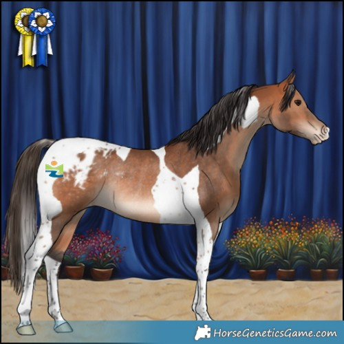Horse Color:Bay Tobiano Appaloosa Rabicano 