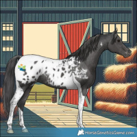 Horse Color:Black Tobiano Appaloosa Rabicano 