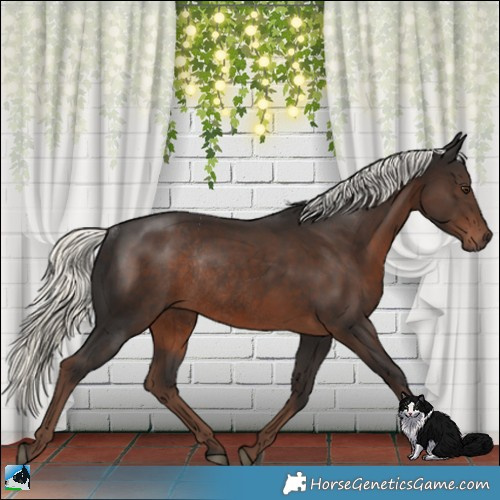 Horse Color:Liver Chestnut Mushroom Rabicano 